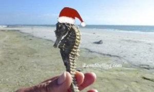 seahorse santa seahorse santa