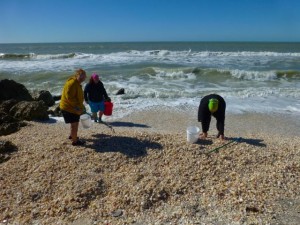 seashelling captiva
