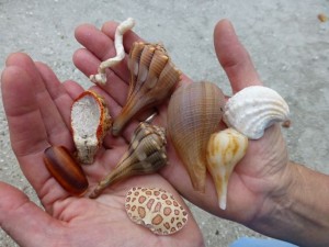 seashells crab shell seashells crab shell