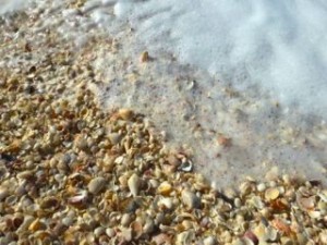 seashells seafoam