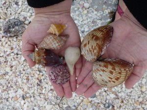 seashells shannon sanibel seashells shannon sanibel