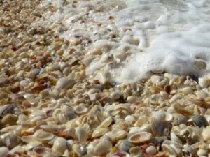 seashells waves foam beach florida