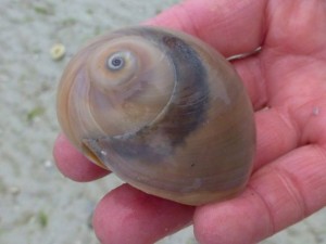 sharks eye moon shell sanibel sharks eye moon shell sanibel