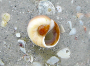 sharks eye seashell sharks eye seashell