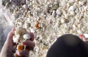 shell diving