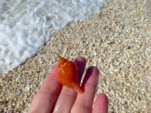 true tulip seashell surf