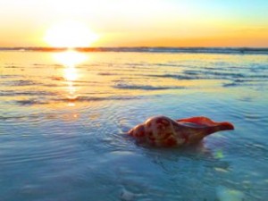 true tulip sunrise sanibel