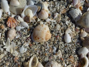 venus clam sand captiva venus clam sand captiva