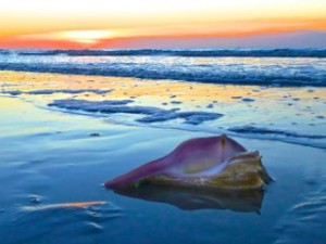 whelk seashell beach color
