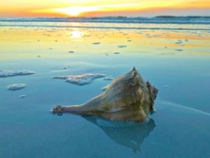 whelk shell sunrise sanibel