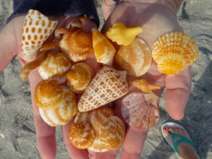 yellow oragne seashells cAPtiva florida