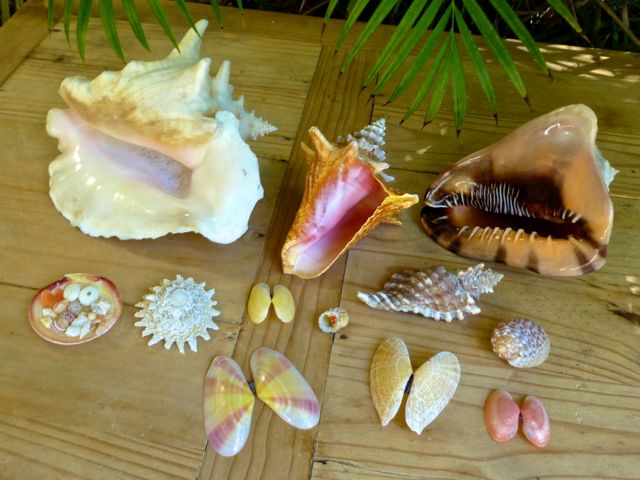 Caicos best seashells rambo