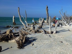 Cayo costa shellers tree roots
