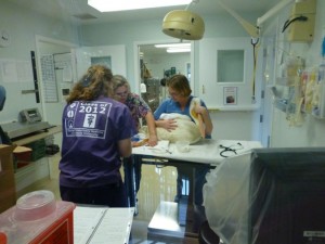Crow surgery room Sanibel