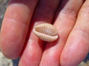 Jo Ann trivia shell