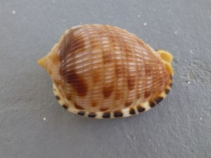 Reticulated cowrie-helmet Reticulated cowrie-helmet
