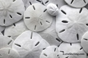 Sand dollars rambo vaca Sand dollars rambo vaca