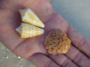 abc cone florida cone scallop sanibel abc cone florida cone scallop sanibel