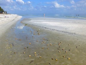 algiers low tide sanibel algiers low tide sanibel