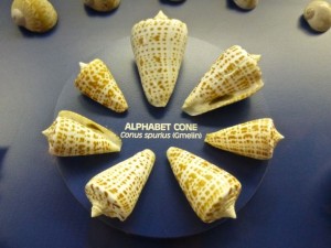 alphabet cone conus spurius