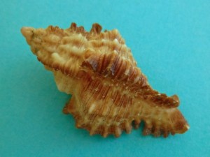 brown lace murex brown lace murex