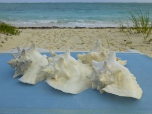 caicos conchs island