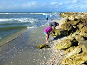 collecting seashells january fl