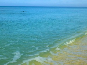 dolphins sanibel sea life dolphins sanibel sea life