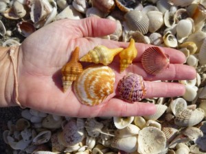 favorite seashells pam favorite seashells pam