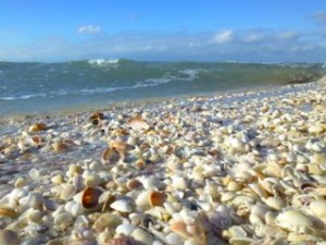 florida seashells beach