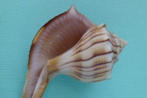 freak lightning whelk