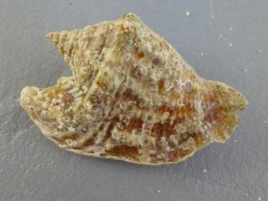 hawkwing conch caicos jh hawkwing conch caicos jh