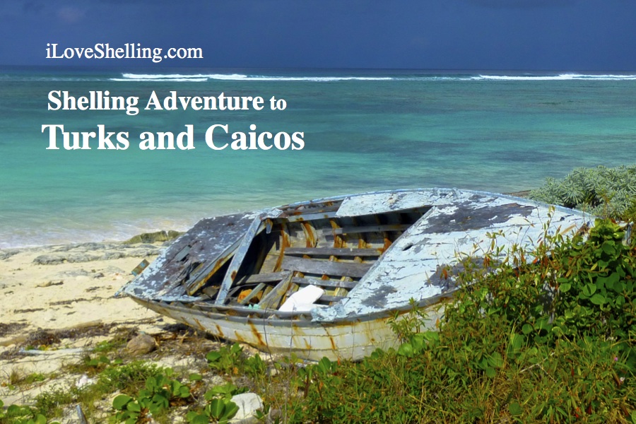 iLS shelling adventure caicos