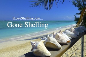 iLoveShelling gone shelling iLoveShelling gone shelling