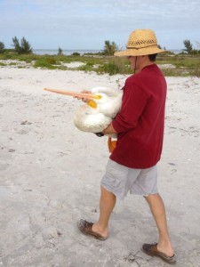 injured sick white pelican