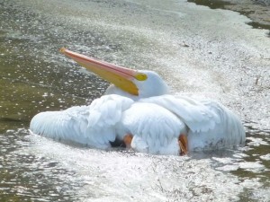 injured white pelican