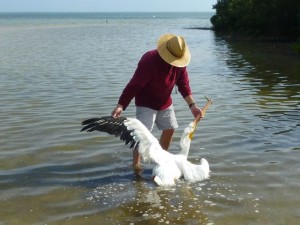 john checking pelican wing