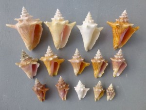 juvenile queen conch rollers juvenile queen conch rollers