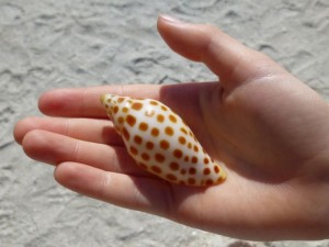 kaitlyn junonia captiva shell kaitlyn junonia captiva shell