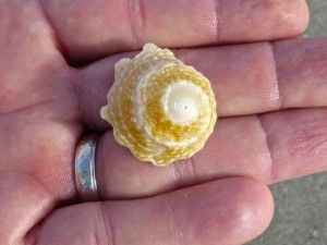 long-spined star seashell long-spined star seashell