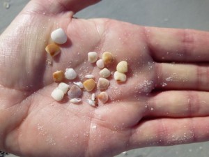 lunate crassinellas