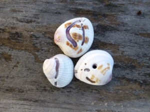 maureen Hieroglyphic seashells
