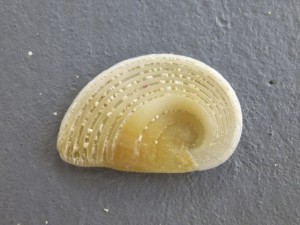 operculum colorful moon shell operculum colorful moon shell