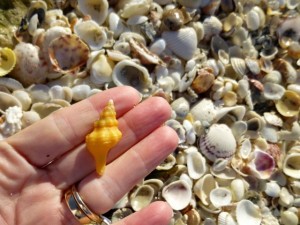 orange florida conch shell