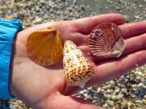 peg flat scallop alphabet cone