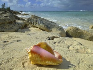 pink conch turks caicos pink conch turks caicos