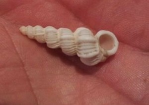 plastered wentletrap size