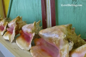 queen conchs aqua queen conchs aqua