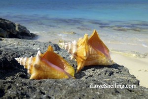 queen conchs turks caicos iLS queen conchs turks caicos iLS