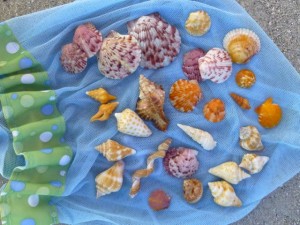 rambo seashells sanibel florida rambo seashells sanibel florida